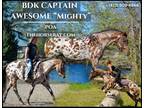 Meet Mighty Registered POA Gelding - Available on [url removed]