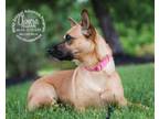 Adopt Chimera a Brown/Chocolate Feist / Mixed dog in Newport, KY (40697436)