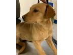 Adopt 55779506 a Red/Golden/Orange/Chestnut Golden Retriever / Mixed Breed