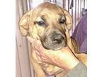 Adopt Challah a Brown/Chocolate Mixed Breed (Small) / Mixed Breed (Medium) /