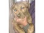Adopt Chapati a Brown/Chocolate Mixed Breed (Small) / Mixed Breed (Medium) /