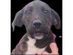 Adopt Dee a Brindle Plott Hound / Redbone Coonhound / Mixed (short coat) dog in