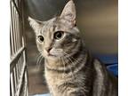 Adopt Shelby a Gray, Blue or Silver Tabby Domestic Shorthair (short coat) cat in