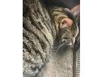 Adopt Ramsley a Brown Tabby Domestic Shorthair / Mixed Breed (Medium) / Mixed