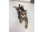 Adopt Tarzan a Brown Tabby American Shorthair (short coat) cat in West Palm