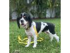 Adopt Lewis a Tricolor (Tan/Brown & Black & White) Cocker Spaniel / Mixed dog in