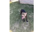 Adopt Jonas a Black - with White Mixed Breed (Large) / Mixed dog in Hernando