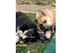 Adopt Bennett a Tan/Yellow/Fawn German Shepherd Dog / Husky / Mixed dog in