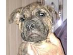 Adopt Vanocka a Brown/Chocolate Mixed Breed (Small) / Mixed Breed (Medium) /