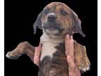 Adopt Diddle a Brindle Plott Hound / Mixed Breed (Medium) / Mixed (short coat)