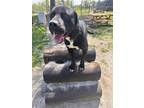 Adopt Jerry a Black Labrador Retriever / Great Dane dog in Linton, IN (40716172)