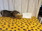 Adopt Howard a Black - with Brown, Red, Golden, Orange or Chestnut Blue Heeler /
