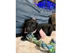 Adopt Xxx a Labrador Retriever / Labradoodle dog in Jemison, AL (41291283)