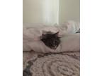 Adopt Lala a Gray, Blue or Silver Tabby American Shorthair / Mixed (short coat)