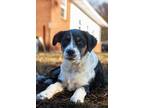 Adopt Lilly a Tricolor (Tan/Brown & Black & White) Bernese Mountain Dog /