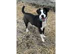 Adopt Esky a Black - with White Australian Shepherd / Terrier (Unknown Type
