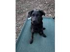 Adopt Maui a Black Australian Shepherd / Retriever (Unknown Type) / Mixed dog in