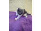 Adopt Mr. Bigglesworth a Gray or Blue Domestic Shorthair / Mixed Breed (Medium)