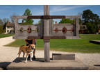 Adopt Whiskey a Brown/Chocolate German Shepherd Dog / Mixed Breed (Medium) /