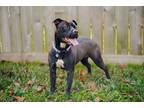 Adopt TIFFANY a Black Labrador Retriever / American Pit Bull Terrier dog in