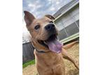 Adopt PONCHITO a Tan/Yellow/Fawn Thai Ridgeback / American Staffordshire Terrier