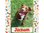 Adopt JACKSON AKA JAX a Brown/Chocolate - with White American Pit Bull Terrier /