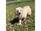 Adopt Pyr Rockers : Lita a White Great Pyrenees / Mixed dog in Aurora