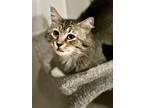 Adopt Felix - OR a Brown Tabby Domestic Mediumhair (long coat) cat in Keizer
