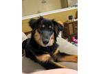 Adopt Cheddar Bay Biscuit a Black - with Tan, Yellow or Fawn Australian Shepherd