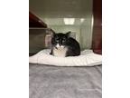 Adopt Orson a Black & White or Tuxedo Domestic Shorthair / Mixed cat in