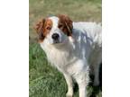 Adopt Ozzy a White Great Pyrenees / Mixed Breed (Medium) / Mixed (short coat)