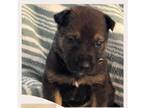 Adopt YODA a Tan/Yellow/Fawn - with Black German Shepherd Dog dog in Boise