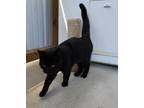 Adopt River a All Black Domestic Shorthair / Mixed Breed (Medium) / Mixed (short