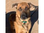 Adopt Lobo a Tan/Yellow/Fawn German Shepherd Dog / Black Mouth Cur dog in