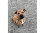 Adopt Magnum a Brindle - with White American Pit Bull Terrier / Mastiff / Mixed