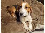 Adopt Sara a Tricolor (Tan/Brown & Black & White) Basset Hound / Cocker Spaniel