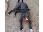 Adopt DIXIE SWEETIE PIE a Gray/Silver/Salt & Pepper - with White Labrador