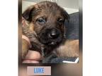 Adopt LUKE a Tan/Yellow/Fawn - with Black German Shepherd Dog dog in Spokane