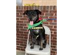 Adopt Apollo a Labrador Retriever / Retriever (Unknown Type) dog in Whitsett