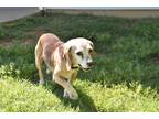 Adopt Leroy III a Beagle / Mixed dog in Whitsett, NC (41248530)