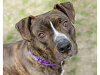 Adopt Leonidas a Black Mixed Breed (Small) / Mixed Breed (Medium) / Mixed (short