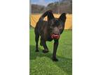 Adopt Joshua a Black Jindo / Mixed dog in Calgary, AB (41290392)