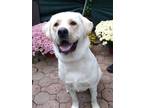 Adopt Goose a Labrador Retriever / Great Pyrenees / Mixed dog in POMONA