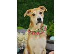 Adopt Hailey a Tan/Yellow/Fawn Black Mouth Cur / Mixed Breed (Medium) / Mixed