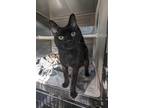 Adopt Rudy a All Black Domestic Shorthair / Mixed Breed (Medium) / Mixed (short