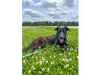 Adopt Penelope a Black Labrador Retriever / Mixed Breed (Medium) / Mixed (short