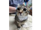 Adopt Takk a Brown Tabby Domestic Shorthair / Mixed Breed (Medium) / Mixed