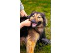 Adopt Shelby a Black - with Tan, Yellow or Fawn Australian Shepherd / Mixed dog