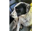 Adopt Asher a White Labrador Retriever / Border Collie / Mixed dog in Twin