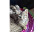 Adopt Karma a Brown Tabby Domestic Mediumhair (medium coat) cat in Nashua